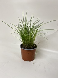 [06-001120] Bieslook ALLIUM SCHOENOPRASUM fijn - 1 st
