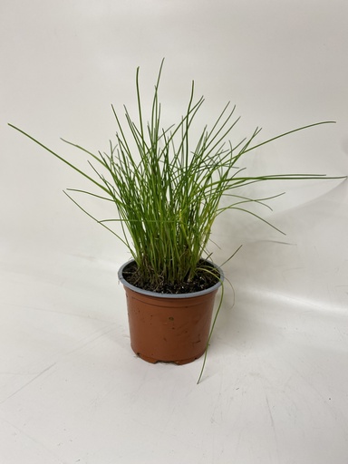 [06-001120] Ciboulette ALLIUM SCHOENOPRASUM fine - 1 pc