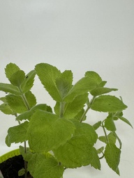 [06-001500] Appelmunt MENTHA SUAVEOLENSE - 1 st