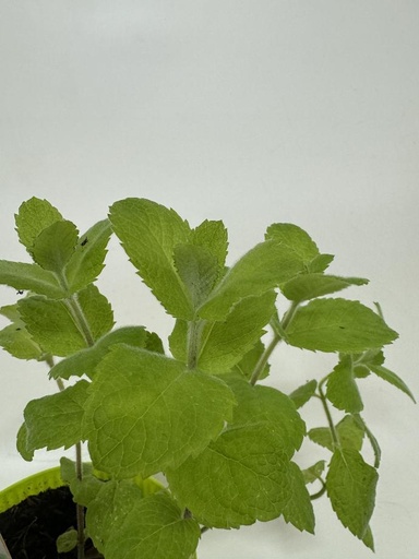 [06-001500] Menthe pomme MENTHA SUAVEOLENSE - 1 pc