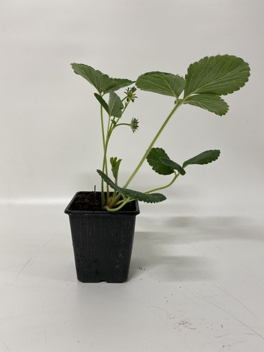 [06-001035] Framboosaardbei FRAU MIEZE SCHINDLER - 1 st