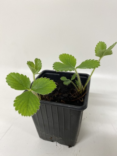 [06-001020] Fraises MARA DES BOIS fragaria x ananassa - 1 pc