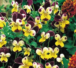 [06-002250] Eetbaar viooltje VIOLA - 1 st