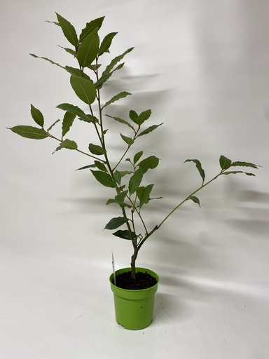[06-001350] Laurier LAURUS NOBILIS - 1 st