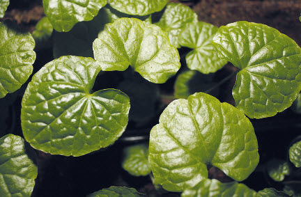 [06-002260] WASABI - 1 pc