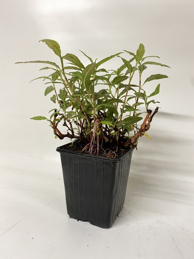 [06-001325] VIETNAMESE KORIANDER,1 ST