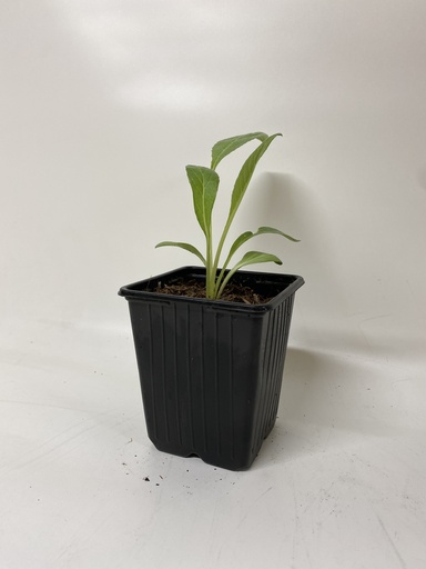 [06-001201] KARDOEN PLANT