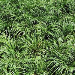 [06-002175] Zoethoutgras - 1 st