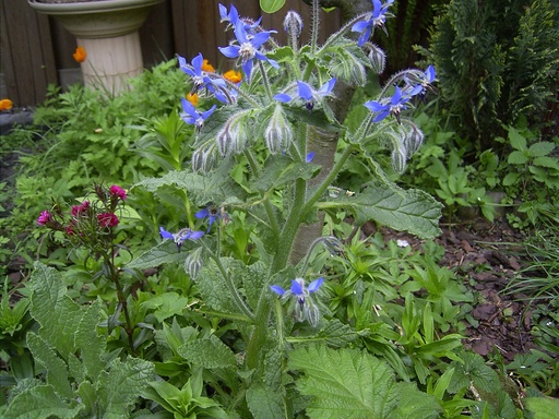 [06-001135] Borage of Komkommerkruid - 1 st