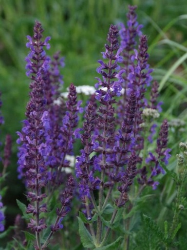 [06-001866] Paarse salie - 1 st