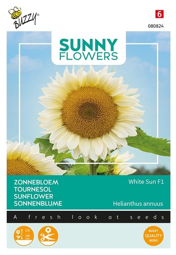 [02-080824] Helianthus WHITE SUN F1 - ca 6 s