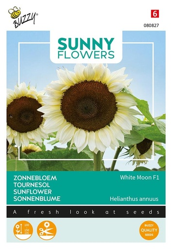 [02-080827] Helianthus WHITE MOON F1 - ca 6 z