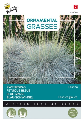 [02-083084] Graminae FÉTUQUE BLEUE FESTINA - ca 10 s