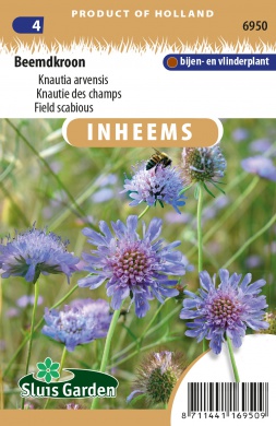 [01-006950] Knautie des champs - ca 0,4 g / 70 s