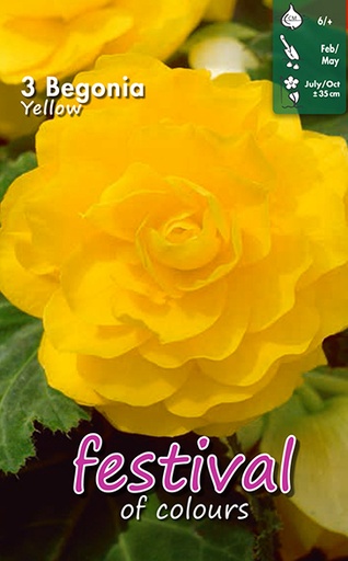 [09-200380] Begonia Yellow Double - 3 st