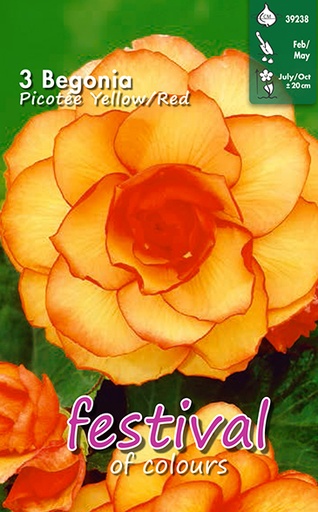 [09-200548] Begonia Picotee Yellow Red - 3 st