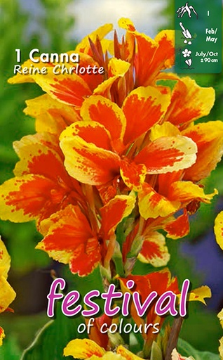 [09-202092] Canna REINE CHARLOTTE - 1 pc