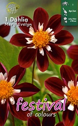 [09-200505] Dahlia anemone MARY EVELYN - 1 pc