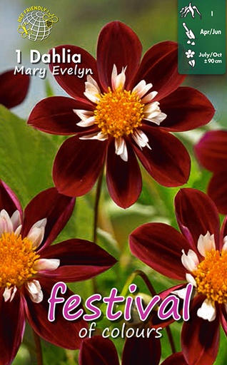 [09-200505] Dahlia anemone MARY EVELYN - 1 pc