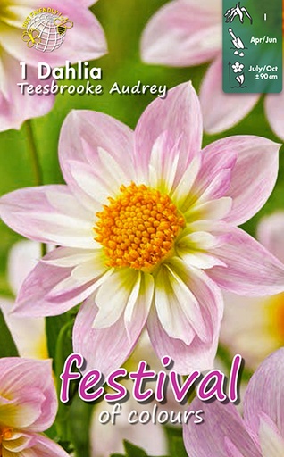 [09-200467] Dahlia anemone TEESBROOKE AUDREY - 1 pc