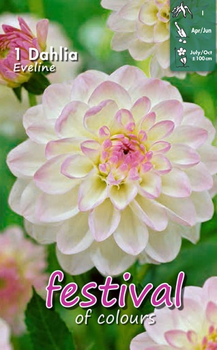 [09-200504] Dahlia pompon EVELINE - 1 pc