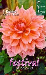 [09-200278] Dahlia décoratifs OTTO'S THRILL - 1 pc
