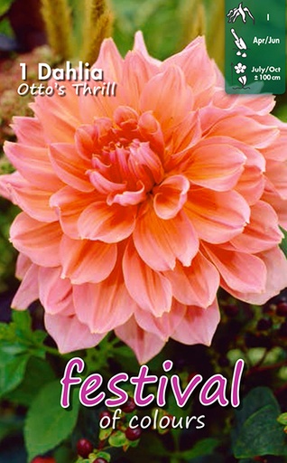 [09-200278] Dahlia décoratifs OTTO'S THRILL - 1 pc
