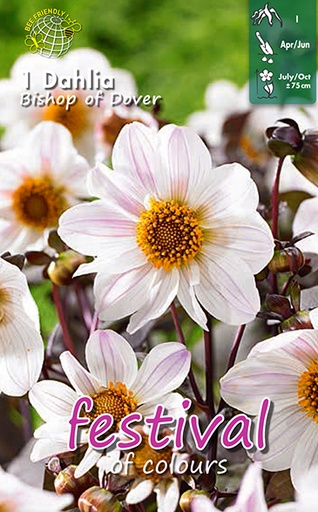 [09-200477] Dahlia paeonia BISHOP OF DOVER - 1 pc