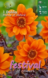[09-200453] Dahlia paeonia BISHOP OF OXFORD - 1 pc