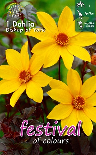 [09-200436] Dahlia Bishop Of York - 1 st