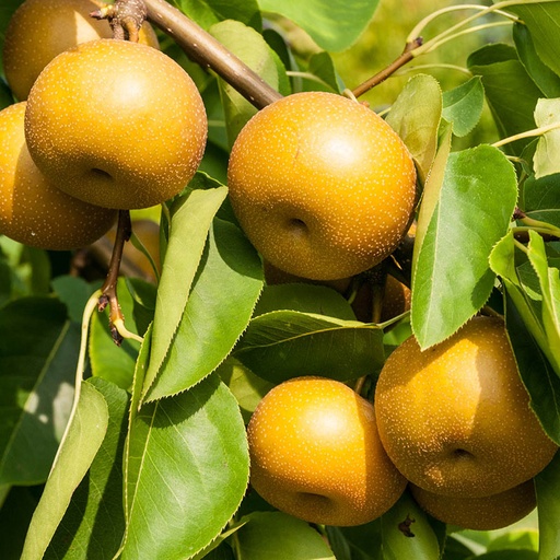 [08-002115] Nashipeer HONEYBALL - 1 st