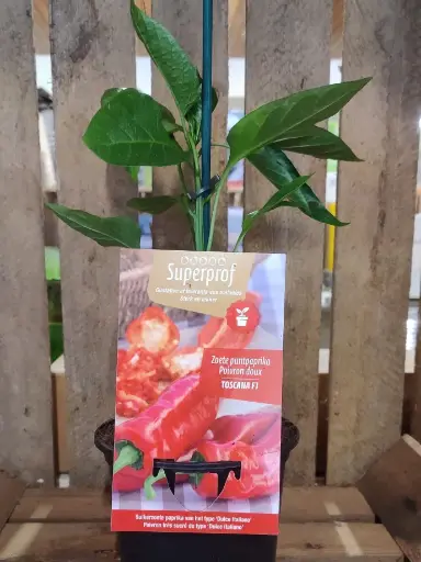 [MR-7181] Zoete puntpaprika Toscana F1 - 1 Plantje