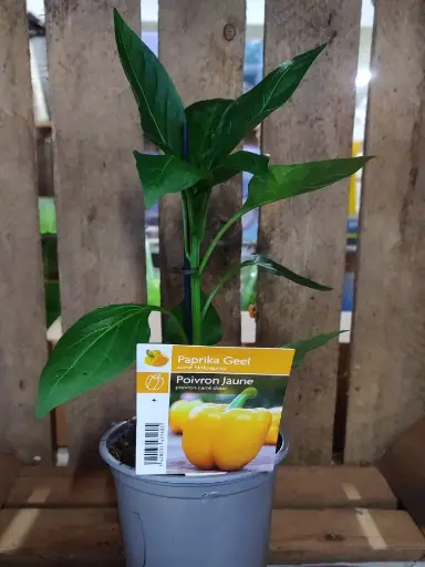 [MR-3160] Paprika geel Yellow California Wonder - 1 Plantje