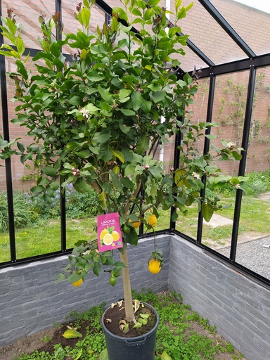 Arbe CITRON - 1 pc