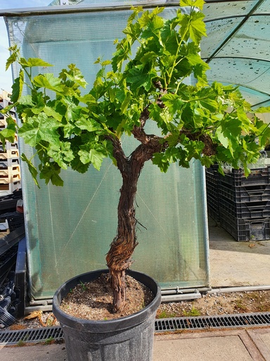 Witte wijndruiven - 1 st