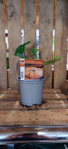 [MR-3071] Potiron Musquee De Provence - 1 plant