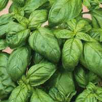 [MAE-BASIL] Basilicum - pot 10 cm