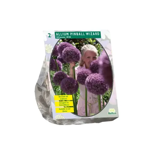 [09-300065] Allium Pinball Wizard - 2 st