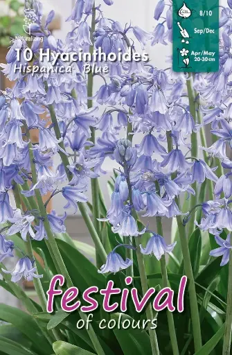 [09-202360] Hyacinthoides HISPANICA BLUE - 10 st