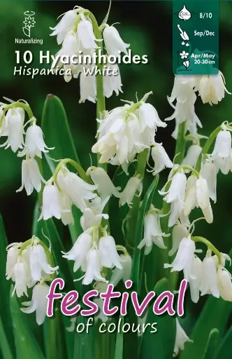 [09-202361] Hyacinthoides HISPANIC WHITE - 10 st