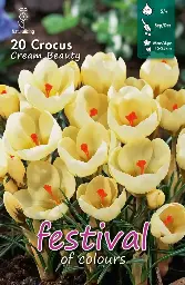 [09-201461] Crocus CREAM BEAUTY CHRYSANTHUS - 15 st