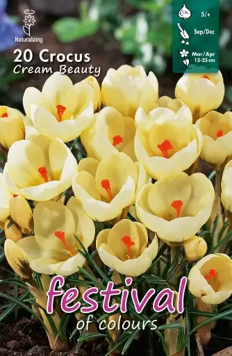 [09-200111] Crocus CREAM BEAUTY CHRYSANTHUS - 15 pc