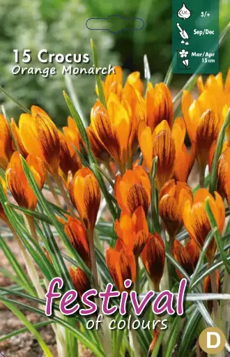 [09-202103] Crocus ORANGE MONARCH - 15 pc