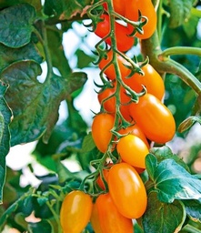 [04-000700] Tomates NUGGET F1 - ca 15 s