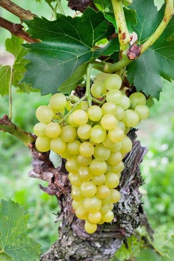 [08-005027] Raisins (sans pépins) vitis ARKADIA - 1 pc