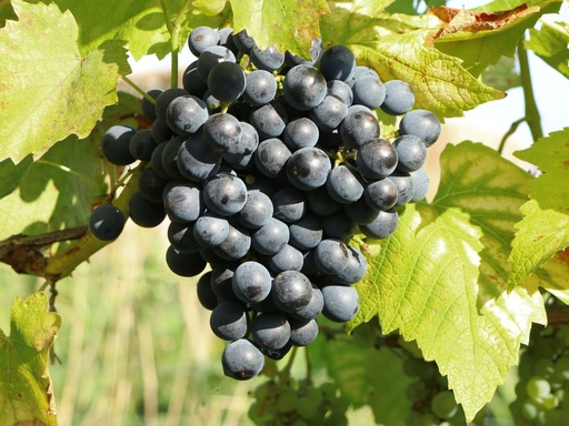 [08-005026] Raisin vitis MUSCAT HAMBURG - 1 pc