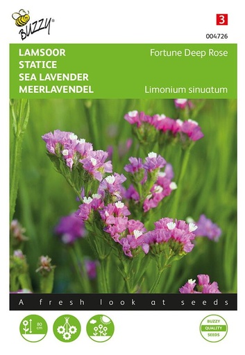 [02-004726] Limonium sinuatum DEEP ROSE - ca 90 s