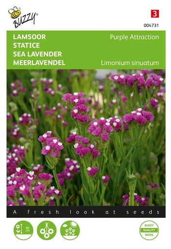 [02-004731] Limonium sinuatum PURPLE ATTRACTION - ca 90 z