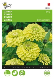[02-004856] Zinnia elegans ENVY GREEN - ca 100 s