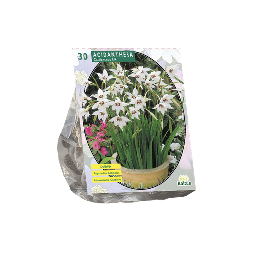[09-200050] Acidanthera MURIELAE CALLIANTHUS - 30 st